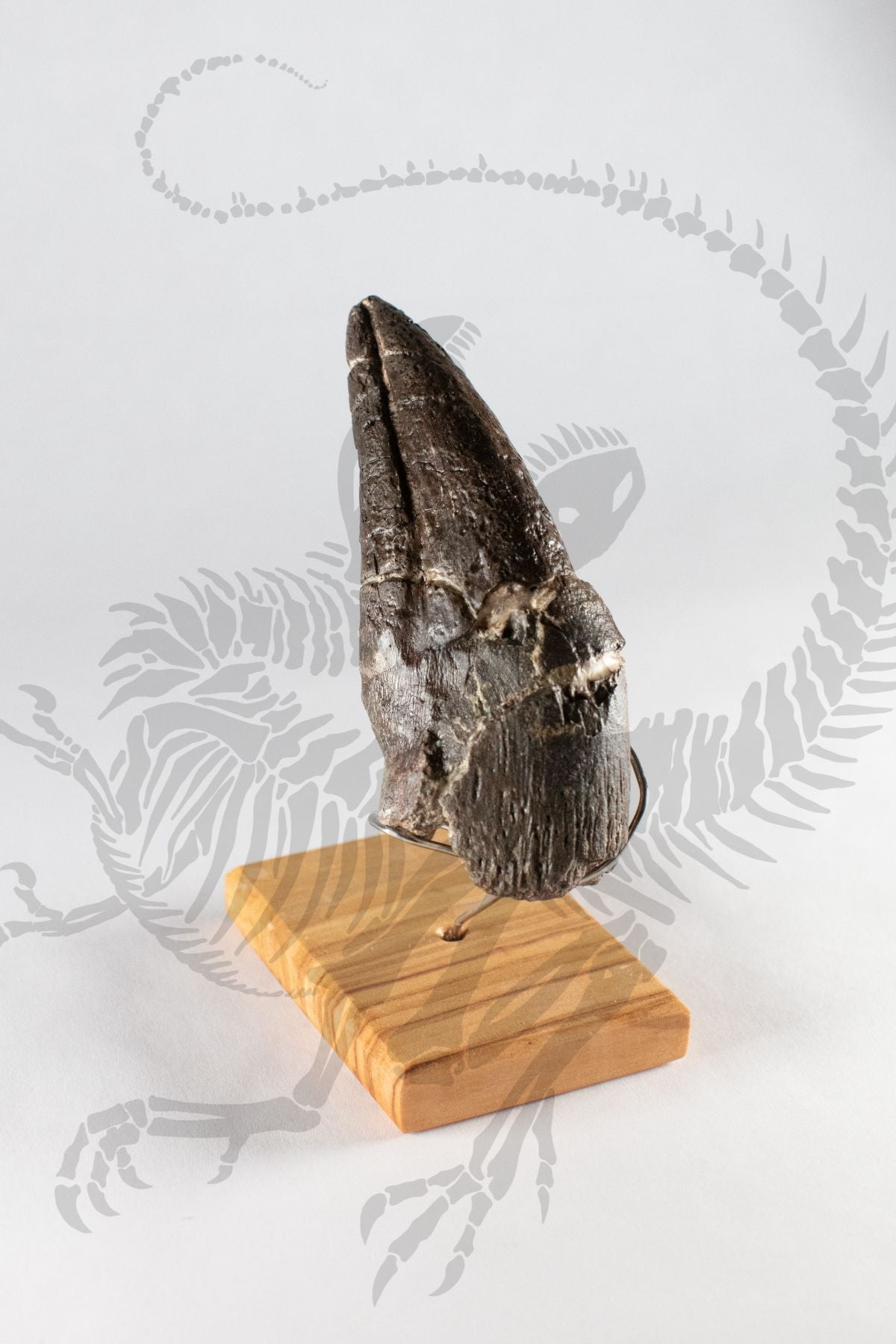 Allosaurus Toe Claw