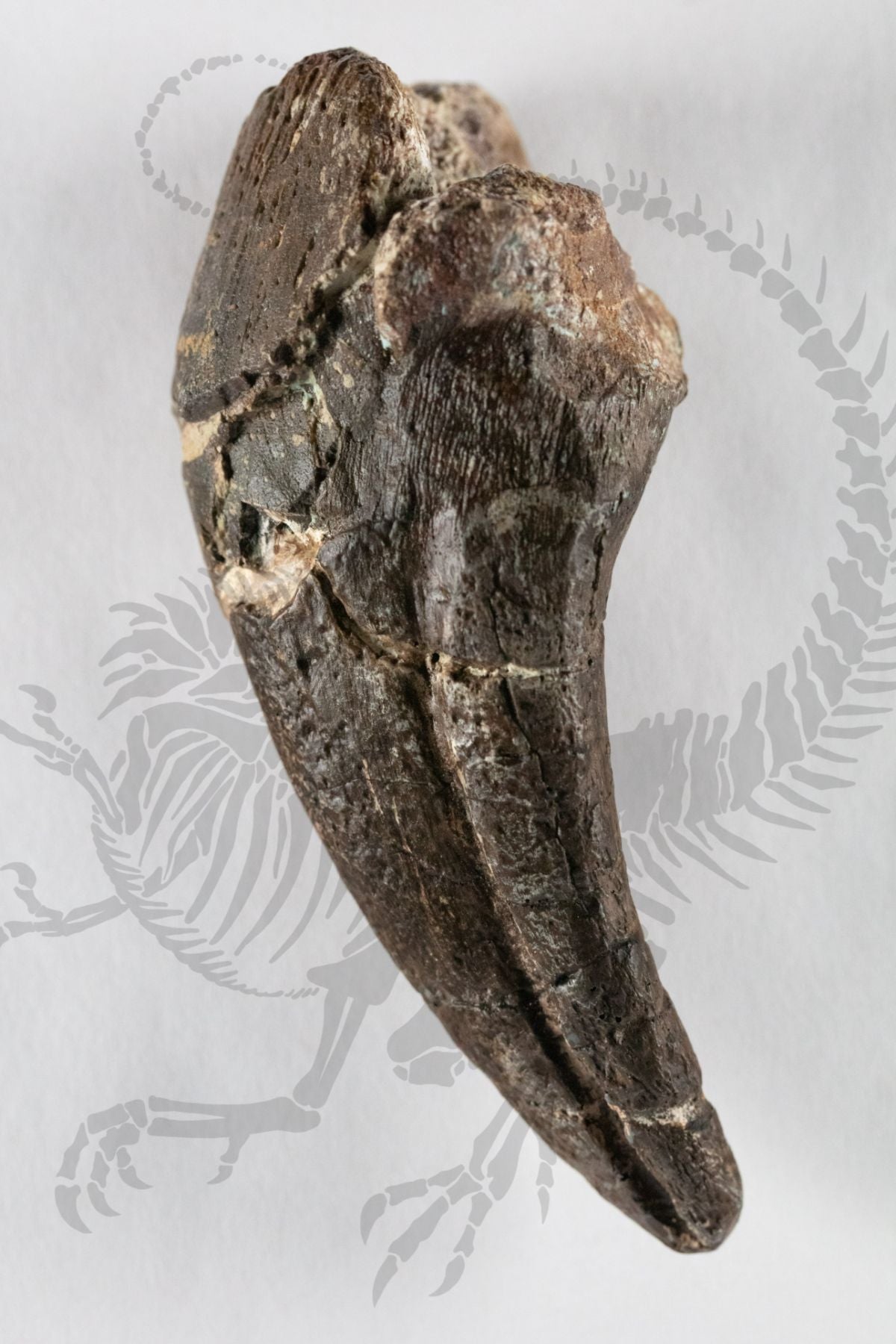 アロサウルス 足の爪 化石 Allosaurus fragilis foot claw 恐竜