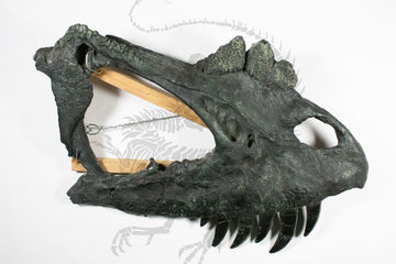 Ceratosaurus Partial Skull