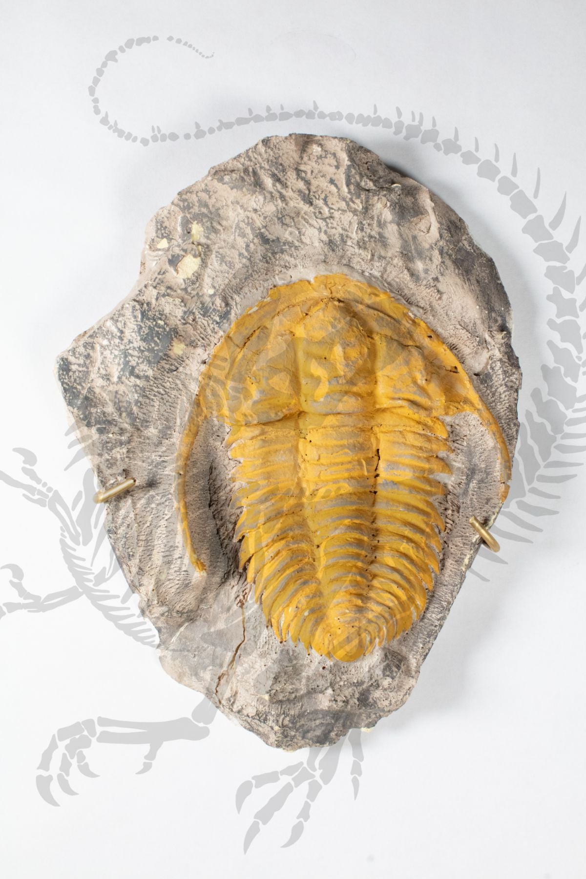 Hanging Moroccan Trilobite