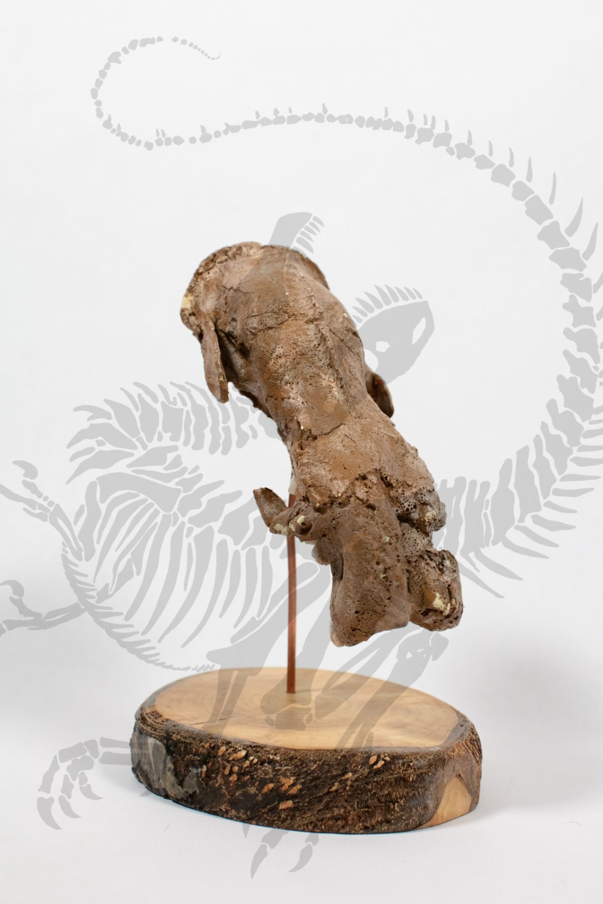 Ground Sloth Skull