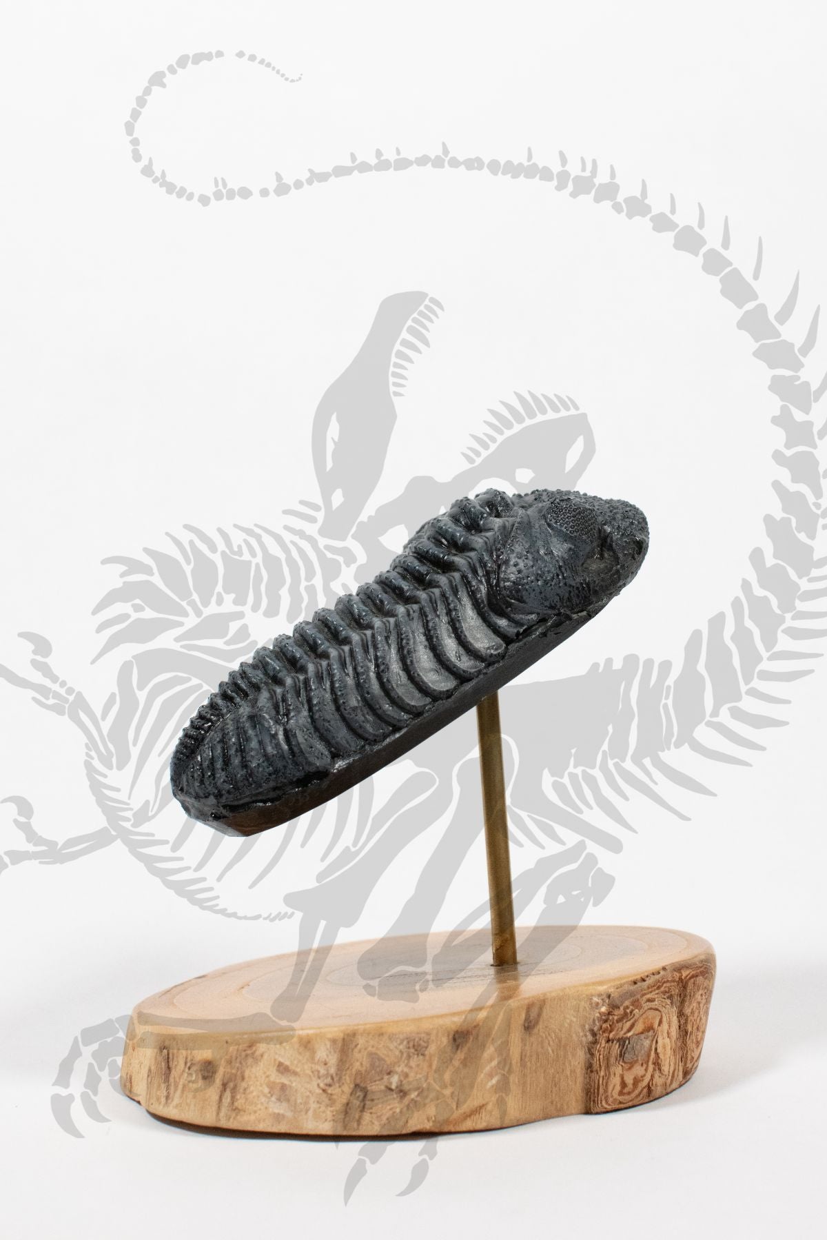 Giant Trilobite