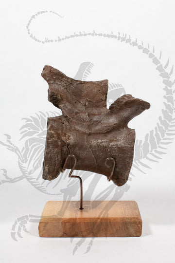 Tyrannosaurus Rex Vertebra