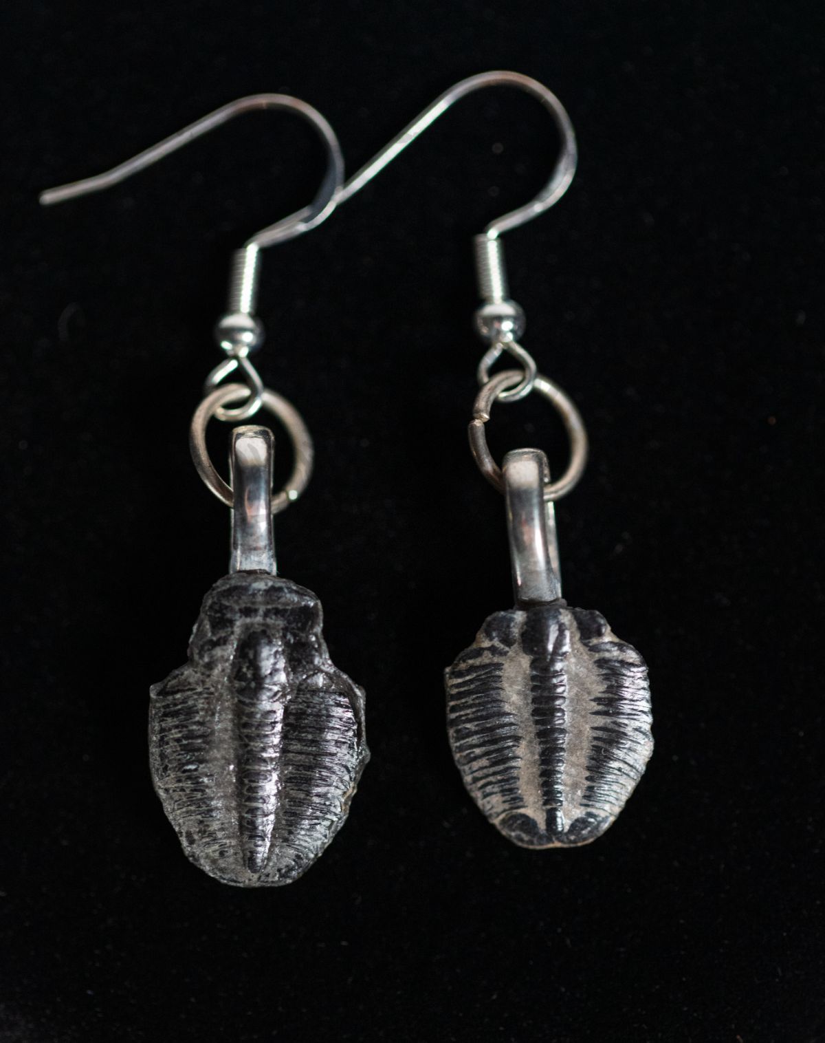 Trilobite Earrings