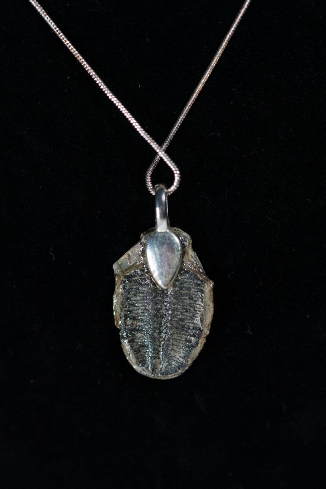Trilobite Necklace