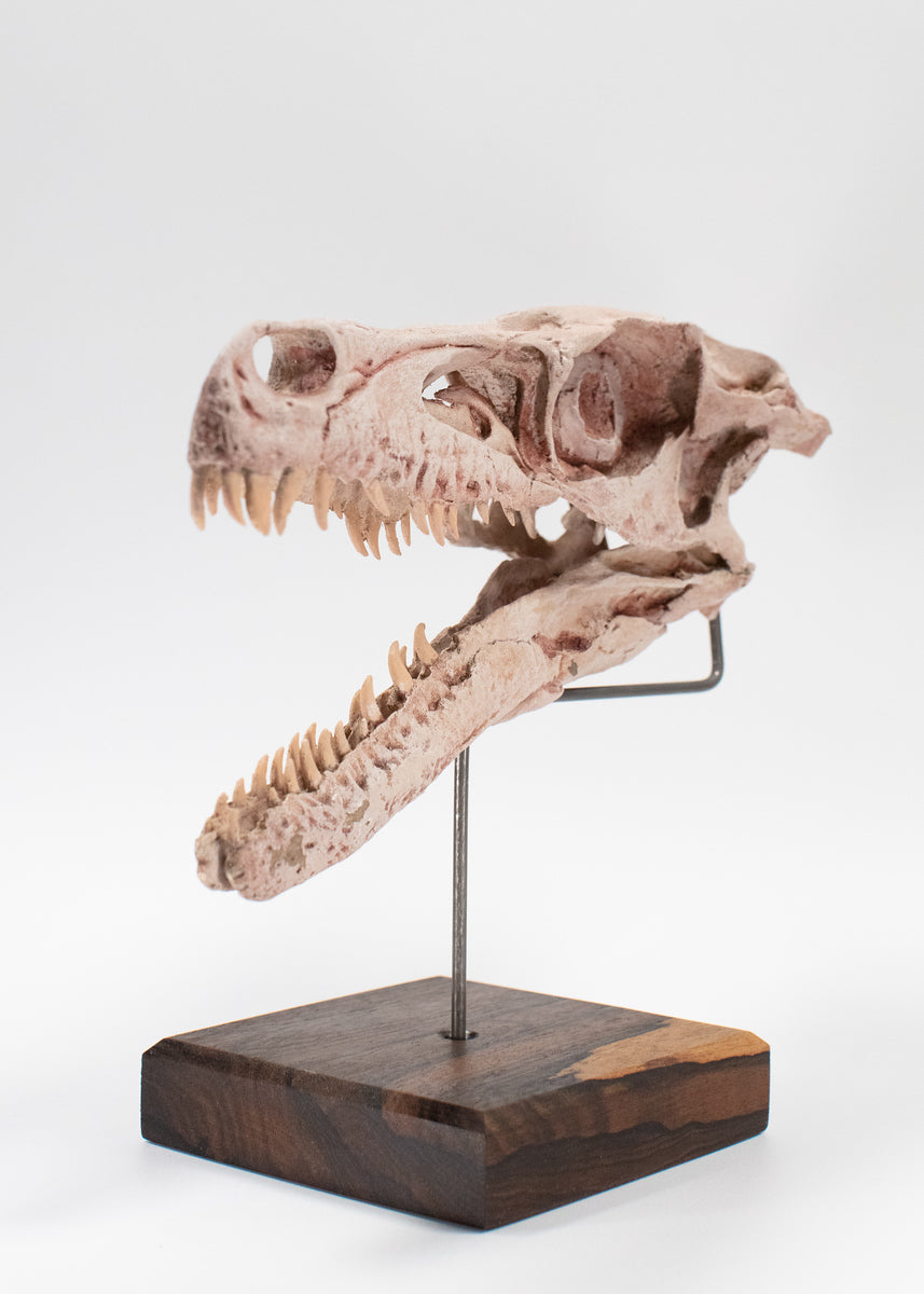 Velociraptor Skull