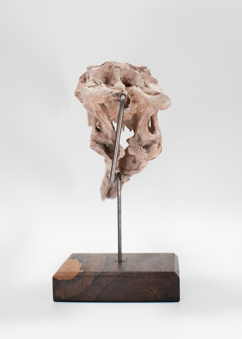 Velociraptor Skull