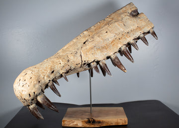 Spinosaurus rostrum