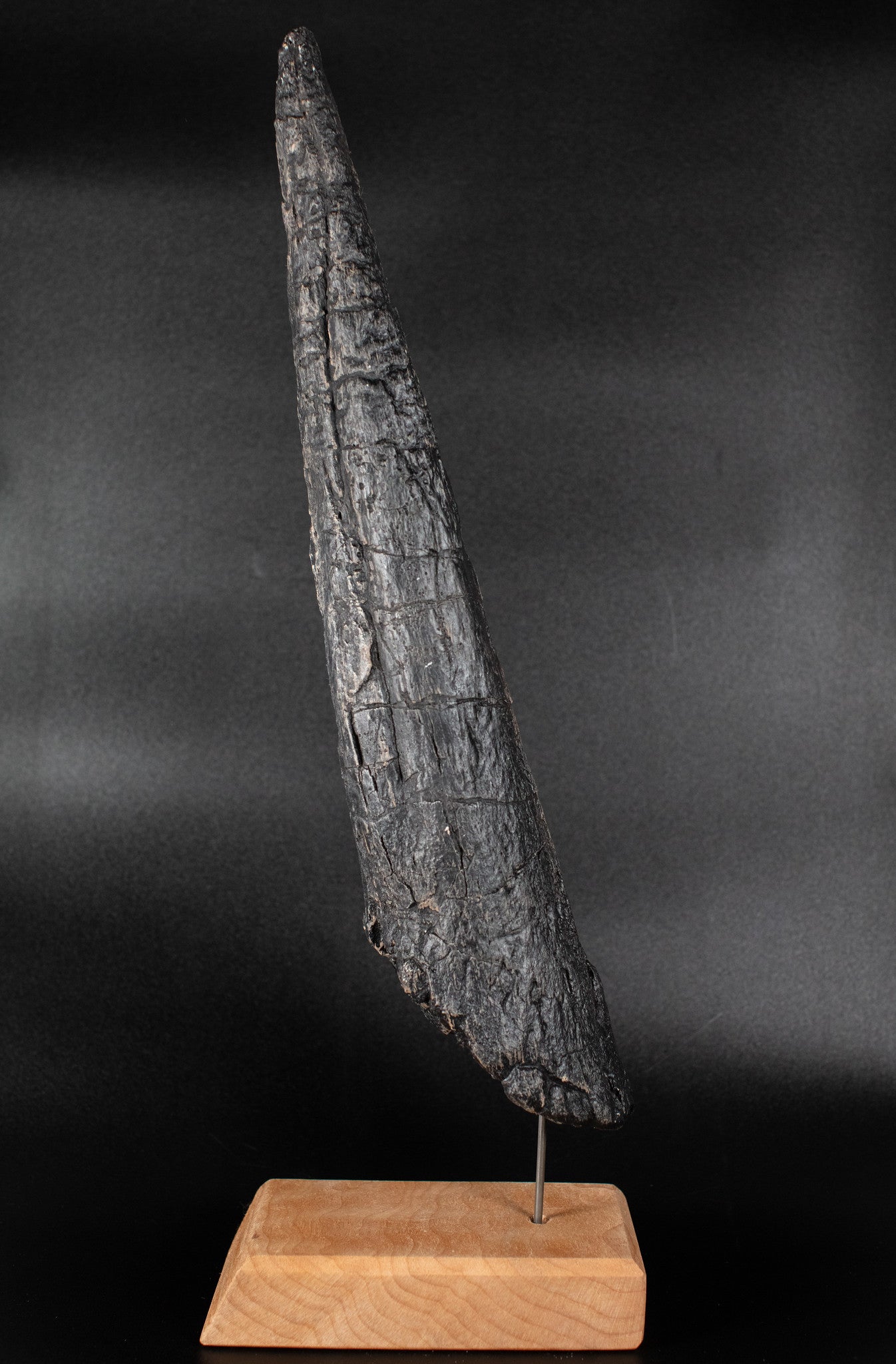 Stegosaurus Tail Spike Stegosaurus Tail Spike