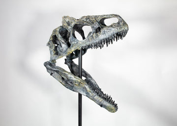 Allosaurus "Dracula" Skull