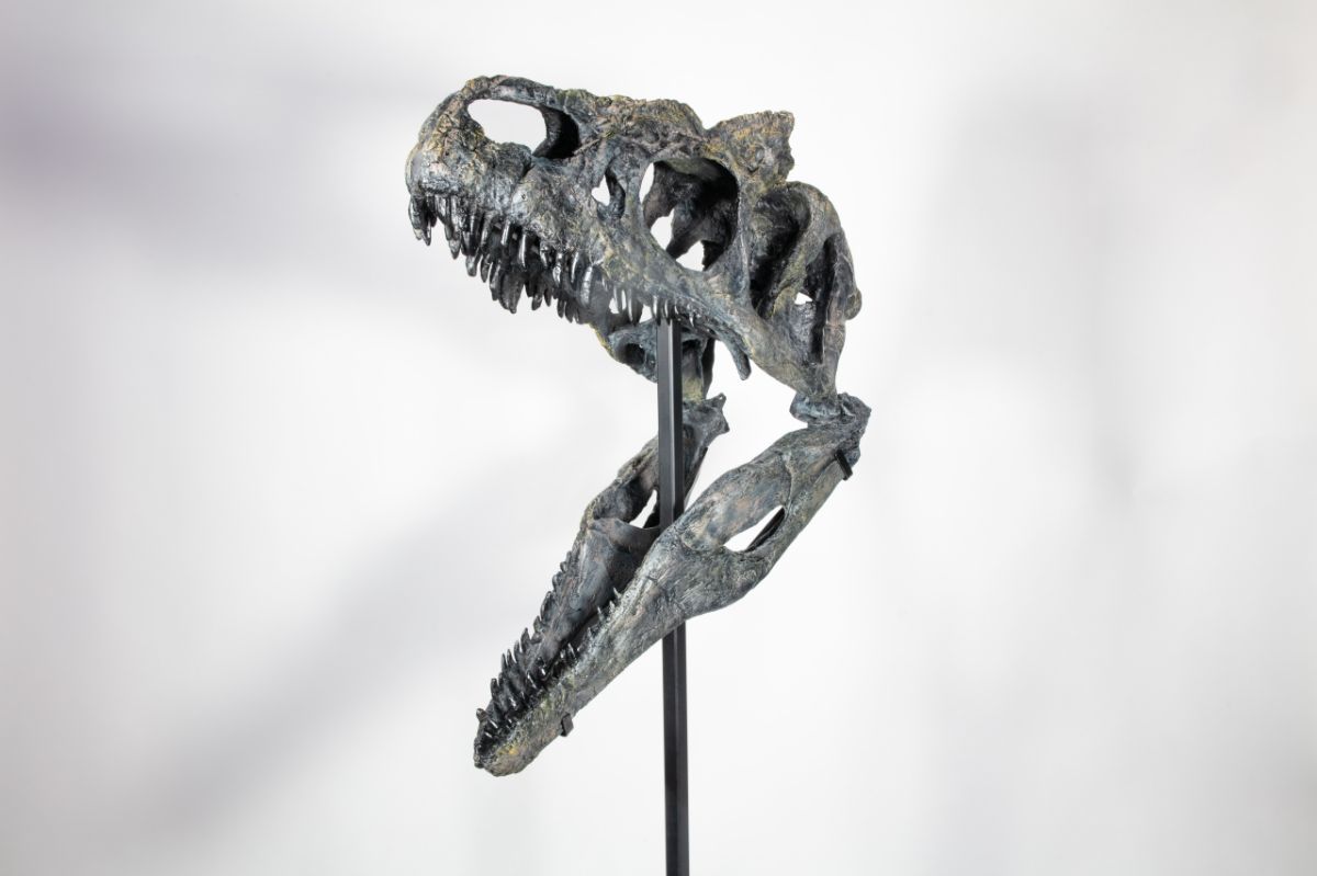 Allosaurus 